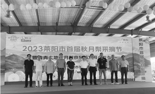 2023莱阳首届秋月梨采摘节
